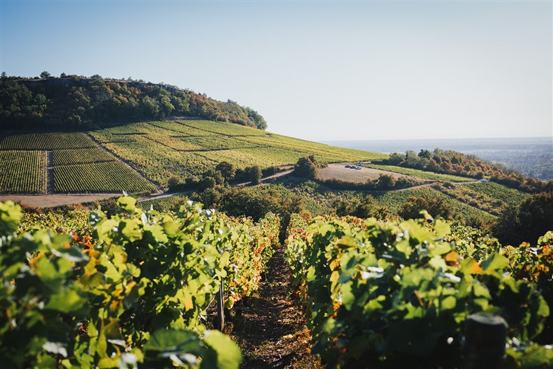 Vignes en Bourgogne