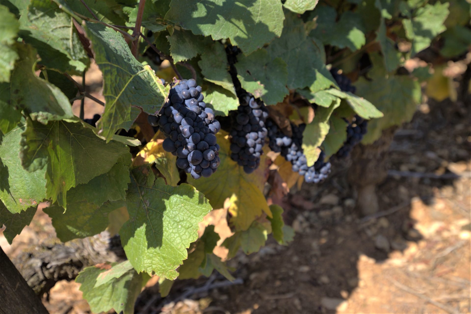 LEGATIS Notaires Vignes Bourgogne