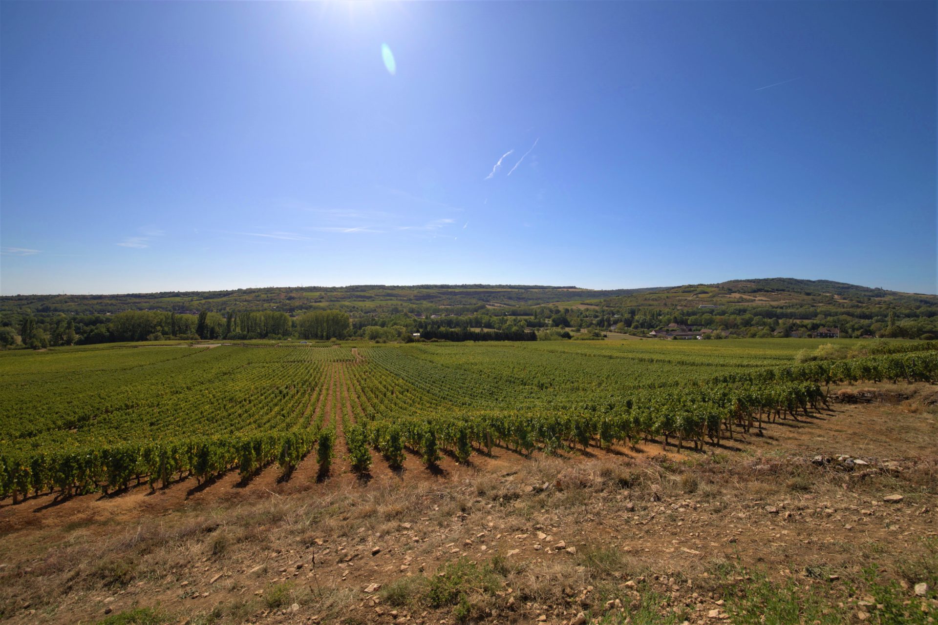 LEGATIS Notaires Vignes Bourgogne